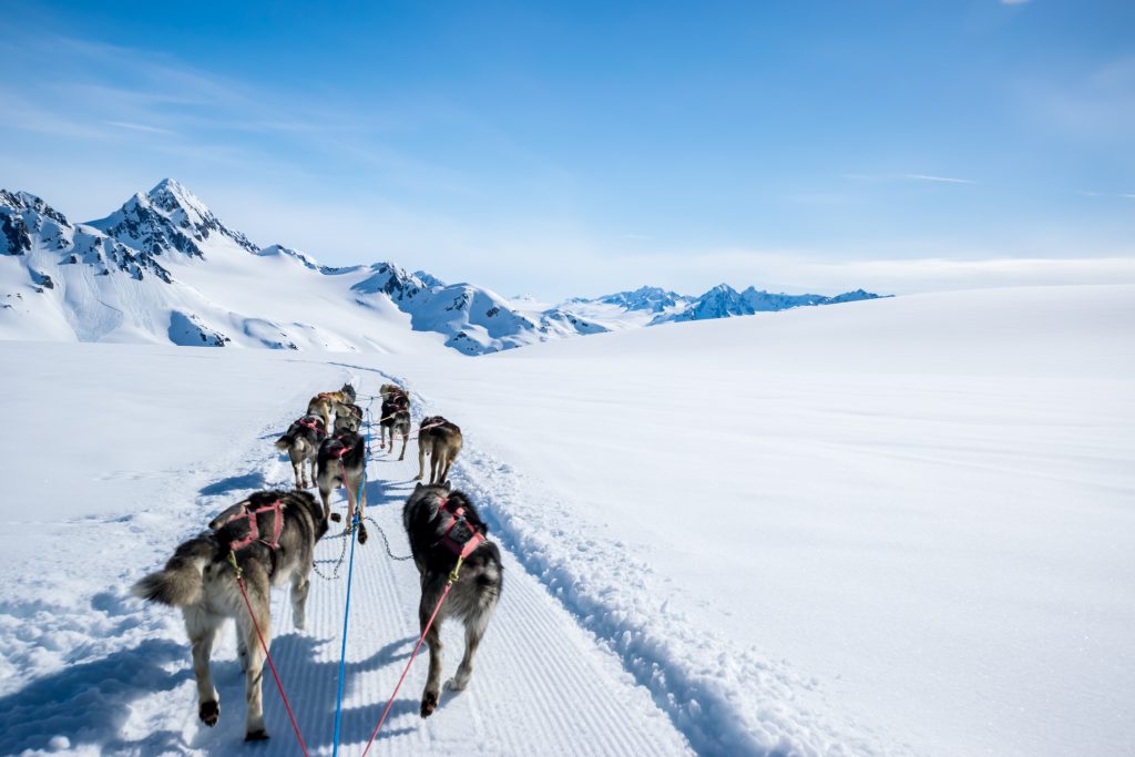 Dogsledding on a snowcapped mountain of Alaska where nutrition and dog suppliments are essential.